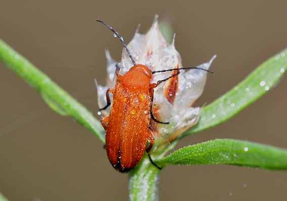 Zonitis flava, Meloidae